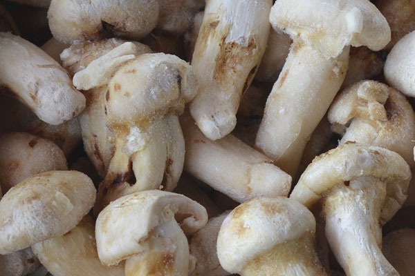 松茸可以焯水冷凍嗎，泡松茸的水可以用嗎