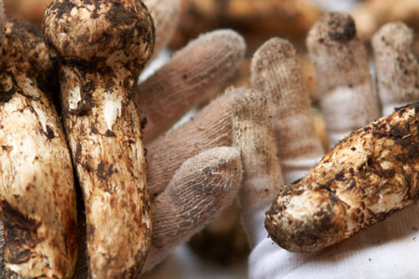 什么環(huán)境最適合松茸生長 什么環(huán)境最適合松茸生長