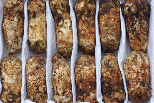 松茸的生長(zhǎng)過(guò)程