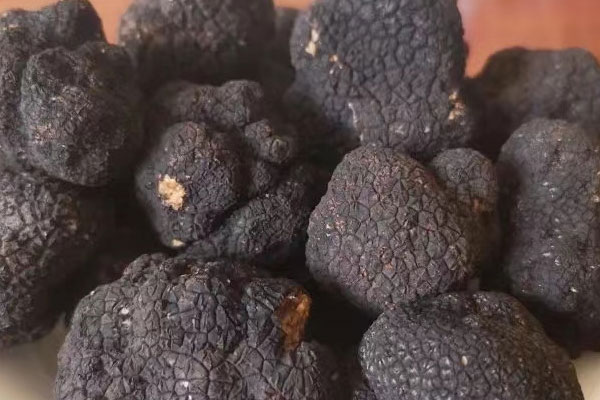 馬桑樹下有松露嗎，冬天能挖到松露嗎