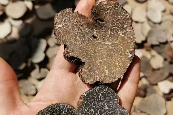 黑松露冬天可以釆嗎 黑松露冬天可以釆嗎