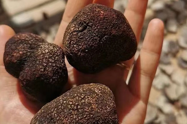 松露為什么珍貴 松露為什么珍貴