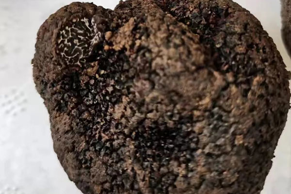 云南松露分布在哪些 云南松露分布在哪些