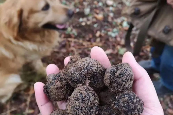 培養(yǎng)一條松露犬容易嗎 培養(yǎng)一條松露犬容易嗎