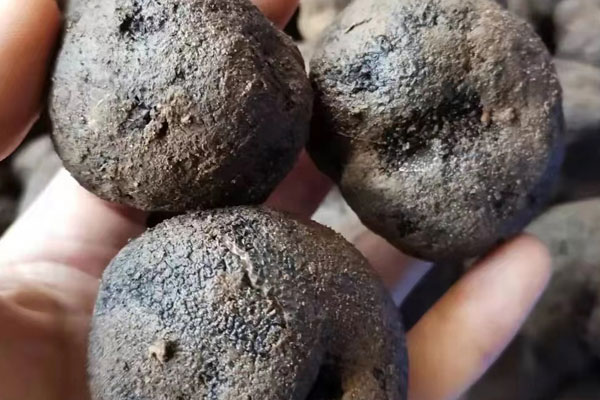 云南松露和歐洲松露不同嗎 云南松露和歐洲松露不同嗎