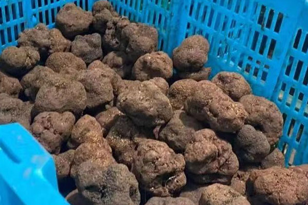 找黑松露的技巧，松露今年挖了明年還會長嗎