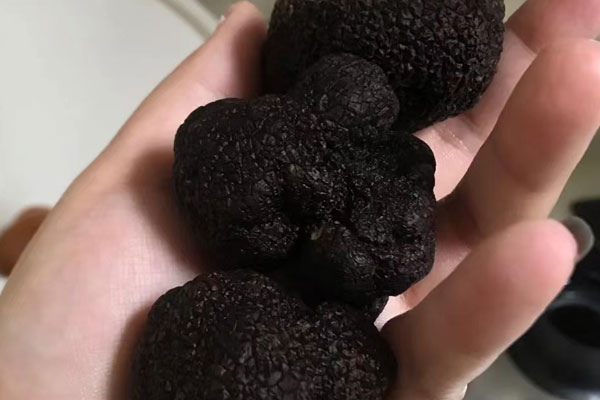 松露今年挖了來年還會(huì)長(zhǎng)嗎 松露今年挖了來年還會(huì)長(zhǎng)嗎