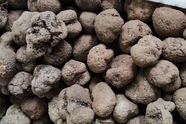 云南哪些地方助力松露資源恢復(fù)增長(zhǎng) 云南哪些地方助力松露資源恢復(fù)增長(zhǎng)