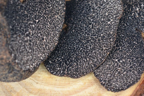 松露是年年出嗎，黑松露的生長氣候