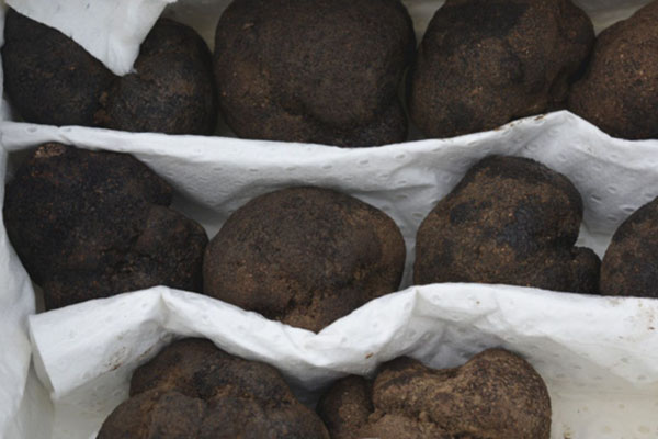 松露的生長(zhǎng)氣候 松露的生長(zhǎng)氣候