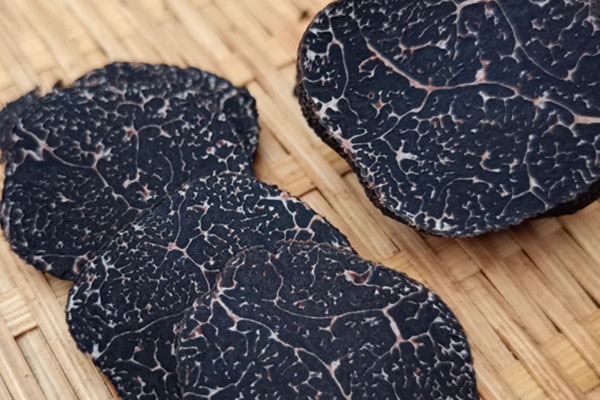 松露喜歡陰坡還是陽坡，黑松露生長在什么地方