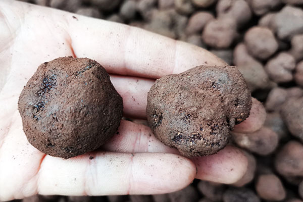 黑松露一般生長在什么地方 黑松露一般生長在什么地方