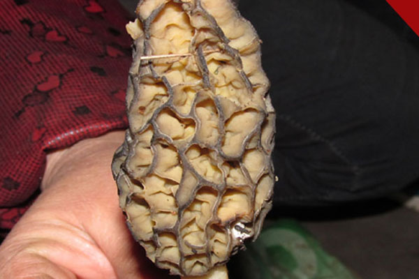 羊肚菌排骨粥的小竅門 羊肚菌排骨粥的小竅門