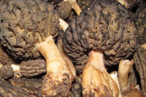 羊肚菌排骨粥用冷水好還是熱水 羊肚菌排骨粥用冷水好還是熱水