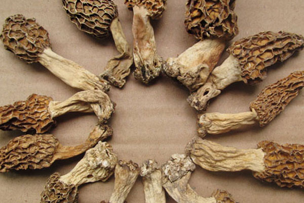 羊肚菌排骨薏米湯久煮可以嗎 羊肚菌排骨薏米湯久煮可以嗎