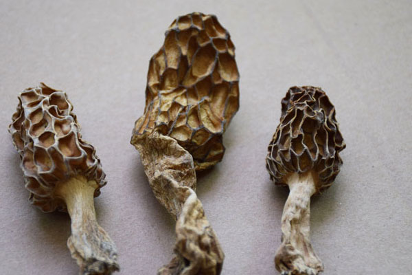 羊肚菌扁豆蟲草花湯要浸泡嗎 羊肚菌扁豆蟲草花湯要浸泡嗎