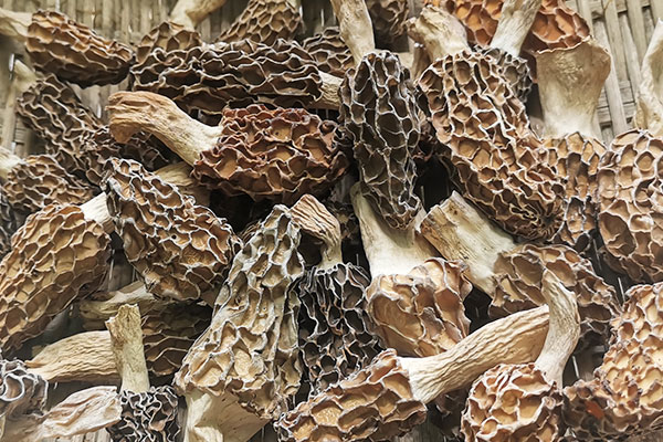 羊肚菌花膠雪梨湯的做法竅門 羊肚菌花膠雪梨湯的做法竅門