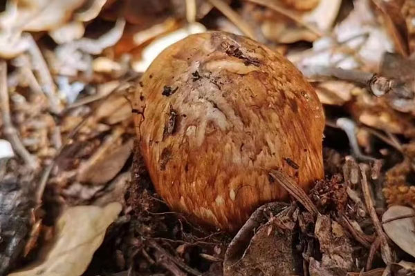 吃松茸可以喝葡萄酒嗎，吃松茸會導(dǎo)致尿酸高嗎