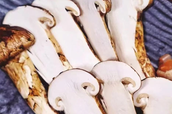 松茸是菌菇類的嗎，松茸被稱為菌的典故