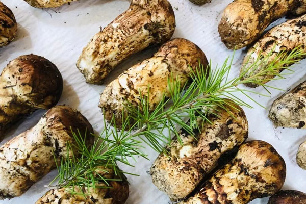 松茸云南的好還是西藏的好，多大的孩子可以吃松茸