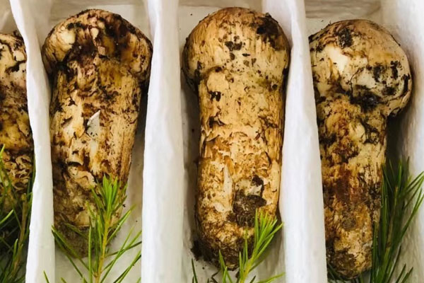 松茸是蘑菇嗎，松茸是植物還是真菌