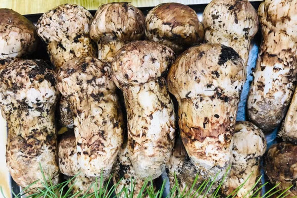 松茸的營養(yǎng)價值