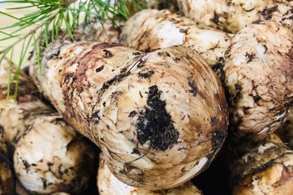 松茸火腿雞湯的功效作用 松茸火腿雞湯的功效作用