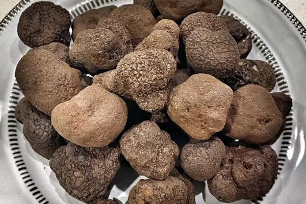 黑松露容易脹氣嗎，黑松露為什么有煤氣味