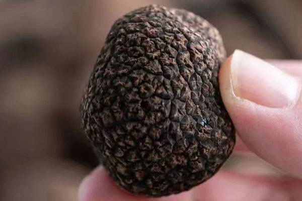 甲亢能吃黑松露嗎，咽炎能吃松露嗎