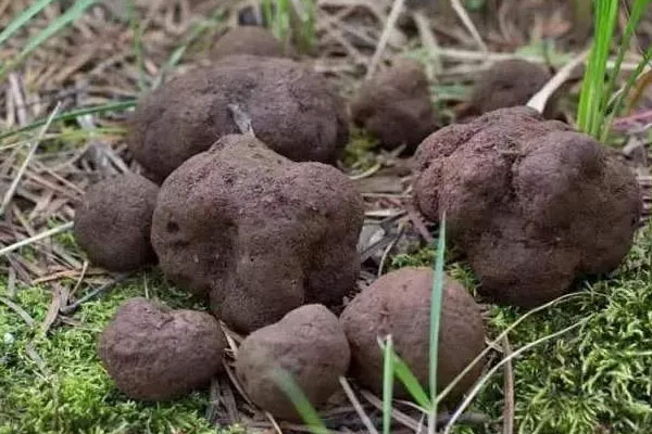 黑松露能抗癌嗎，肝硬化可以吃黑松露嗎