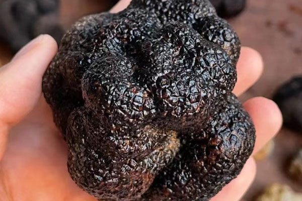 尿毒癥可以吃黑松露嗎，透析病人能吃黑松露嗎