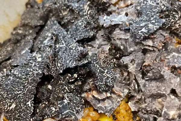 透析病人可以吃黑松露嗎 透析病人可以吃黑松露嗎