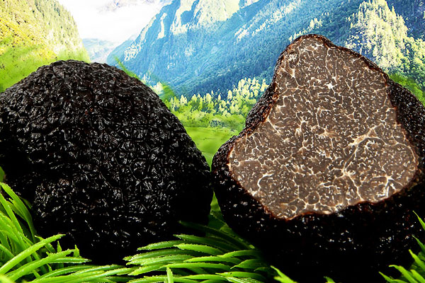 黑松露可以增強(qiáng)皮膚彈性嗎 黑松露可以增強(qiáng)皮膚彈性嗎