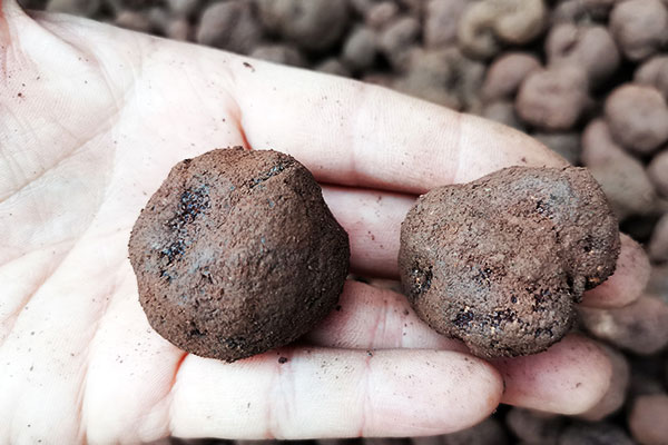 松露魷魚(yú)干排骨湯的食用禁忌 松露魷魚(yú)干排骨湯的食用禁忌