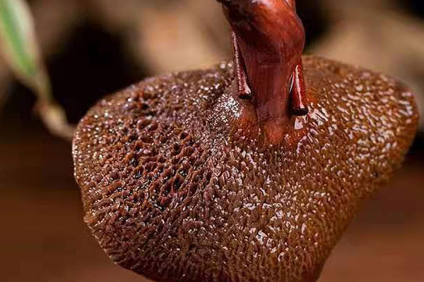 鴨腸辣炒紅乳牛肝菌的功效作用 鴨腸辣炒紅乳牛肝菌的功效作用