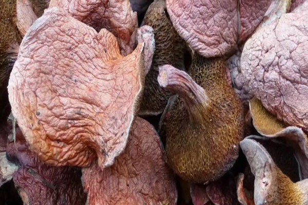 鴨腸辣炒紅乳牛肝菌的禁忌人群 鴨腸辣炒紅乳牛肝菌的禁忌人群