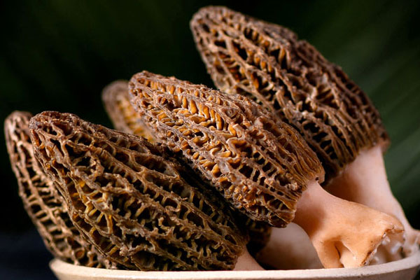 羊肚菌為什么這么貴，發(fā)育期男孩可以吃羊肚菌嗎