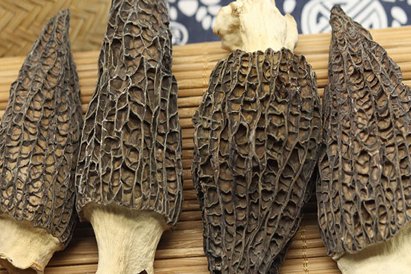 干羊肚菌要浸泡嗎 干羊肚菌要浸泡嗎