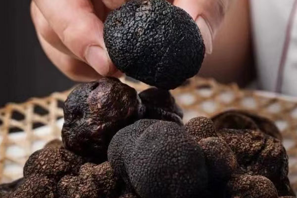 云南松露分布在哪里