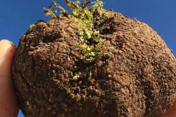 什么是夏松露、冬松露