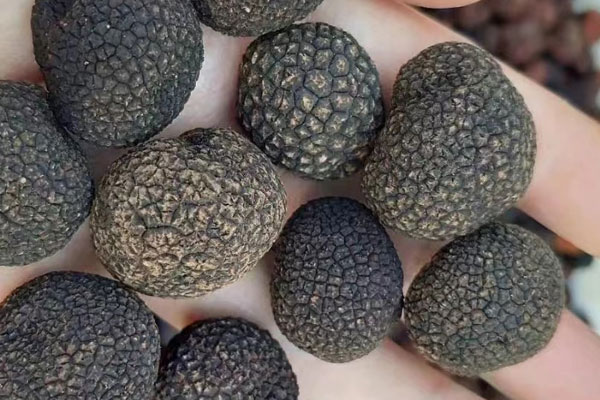 松露年年都有嗎