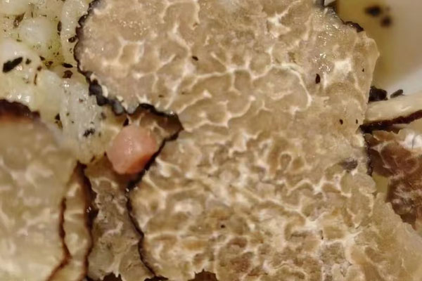 松露為什么那么貴