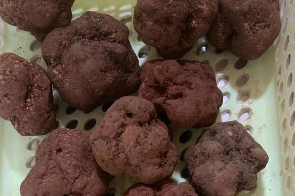 零下能挖到松露嗎，挖松露什么季節(jié)最合適