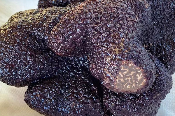 挖松露什么季節(jié)最合適 挖松露什么季節(jié)最合適