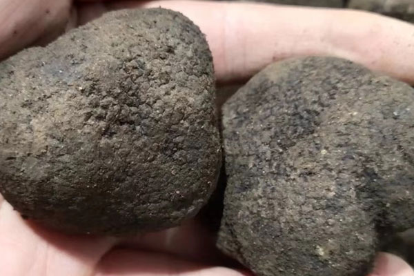 松露為什么叫無娘果 松露為什么叫無娘果