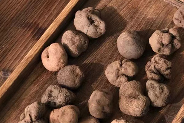 什么動物吃松露，松露一次最多吃幾個(gè)