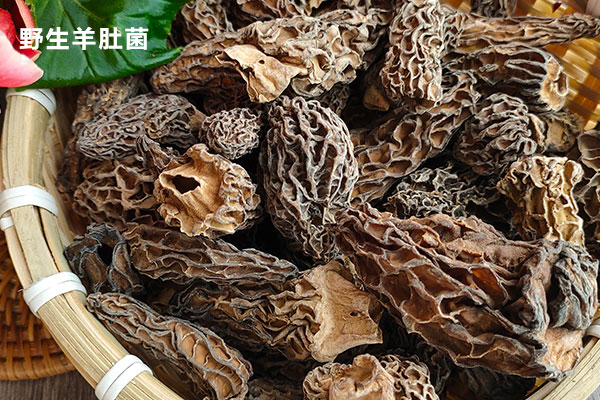 干羊肚菌可以放在冰箱保存嗎，羊肚菌能人工養(yǎng)殖嗎