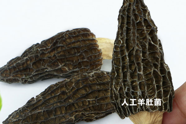 羊肚菌可以人工種植嗎 羊肚菌可以人工種植嗎