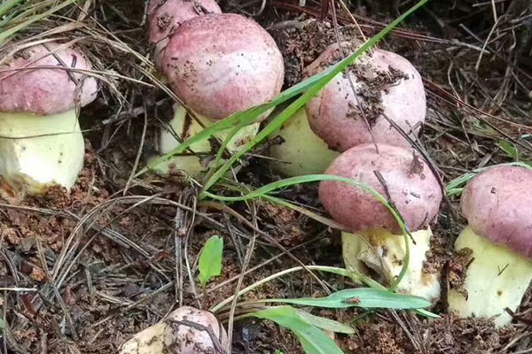 鮮牛肝菌放了幾天還可以吃嗎