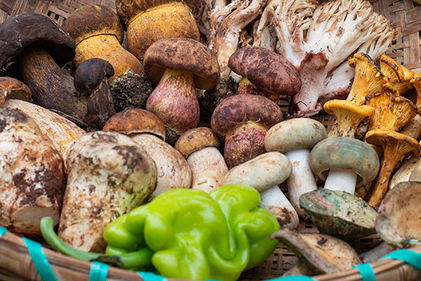 吃牛肝菌的好處